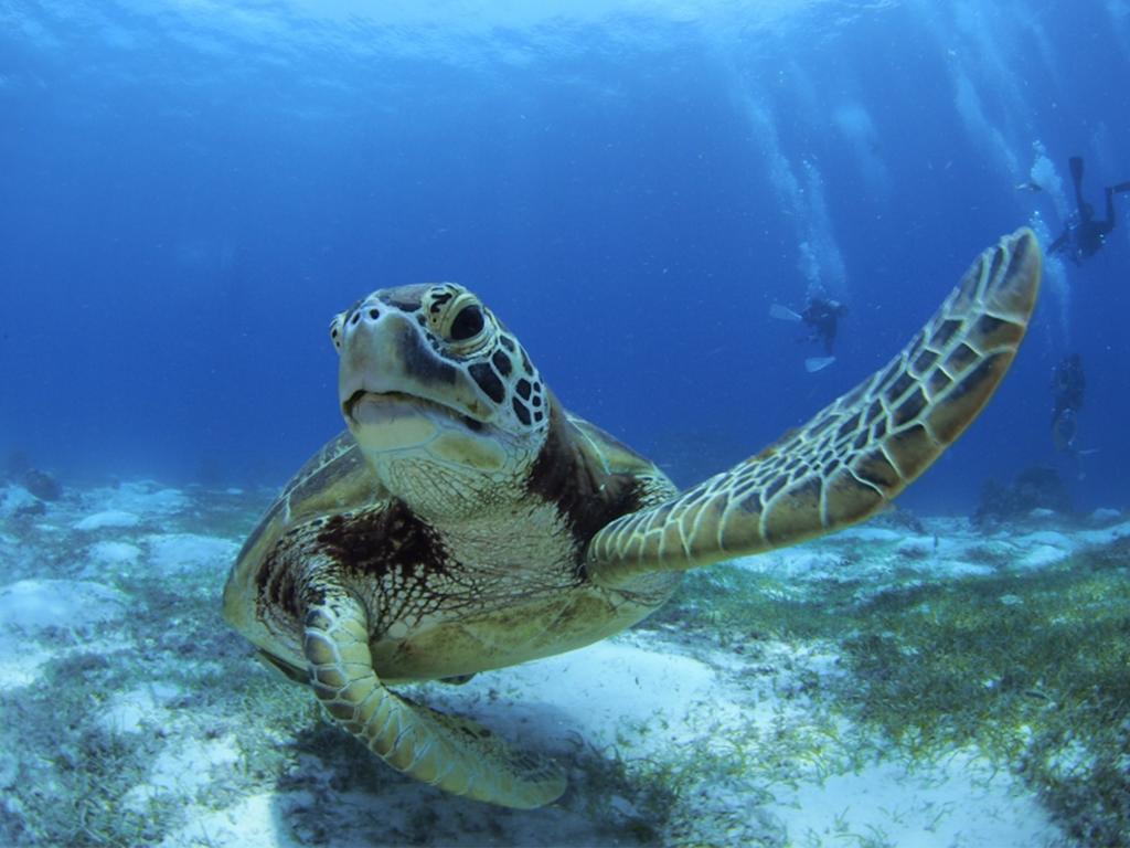 Oceanica Resort Panglao, Bohol Dış mekan fotoğraf Green sea turtle